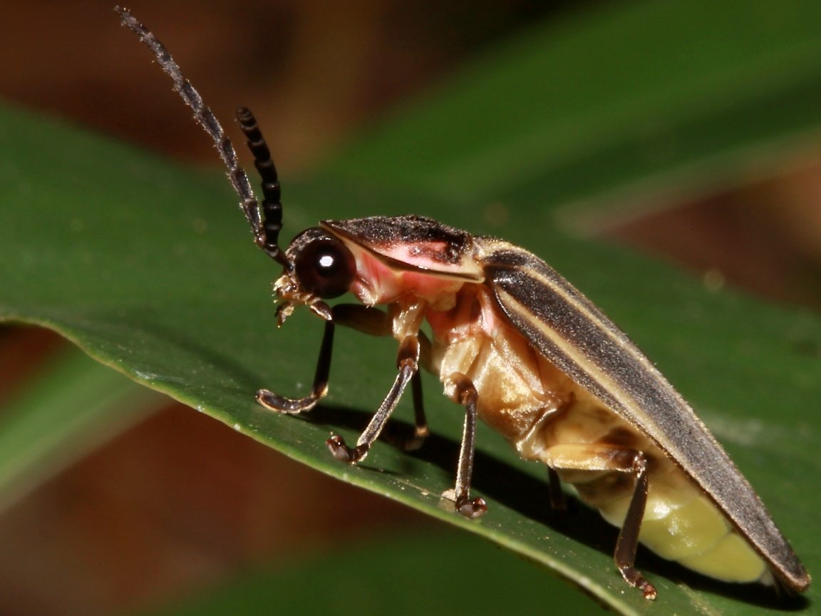 Обыкновенный светляк Жук