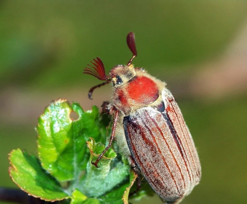 Шаранка Жук