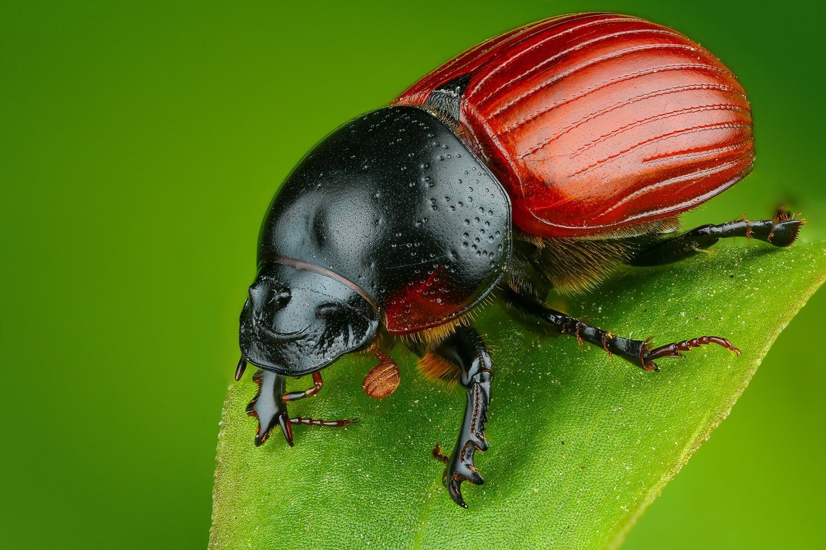 Жук броненосец