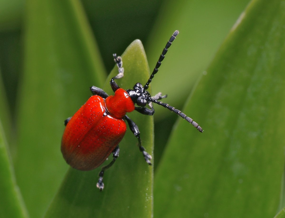 Жук пискунчик