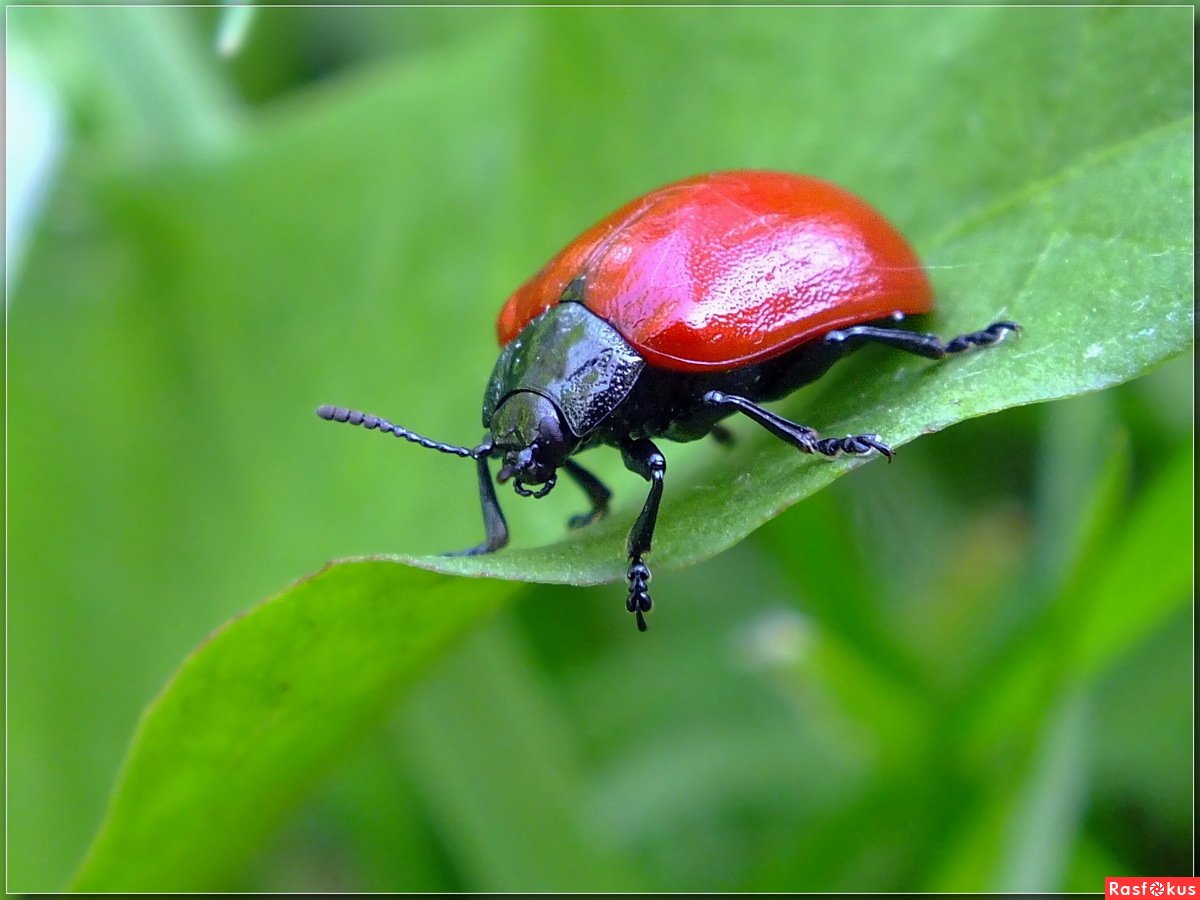 Жук Листоед Тополевый