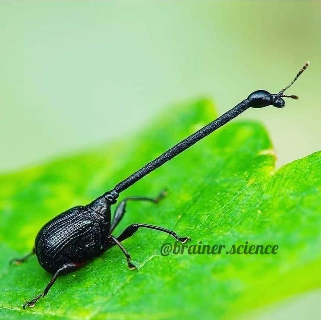 Долгоносик Жираф