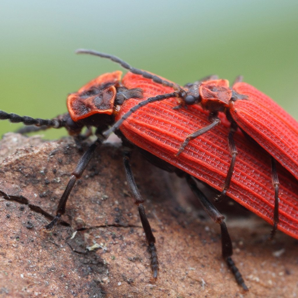 Жук пискунчик