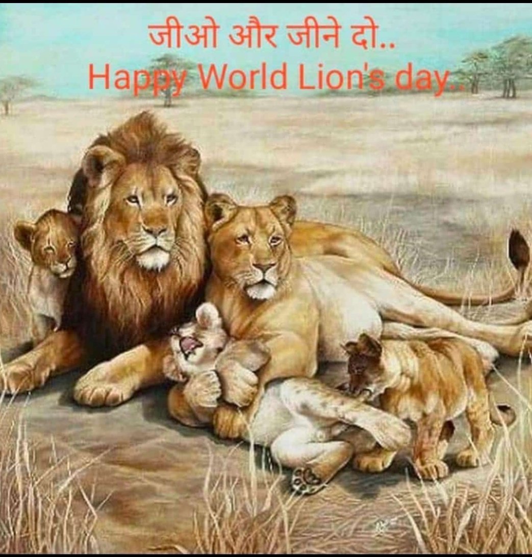 Семья Львов 3 львенка