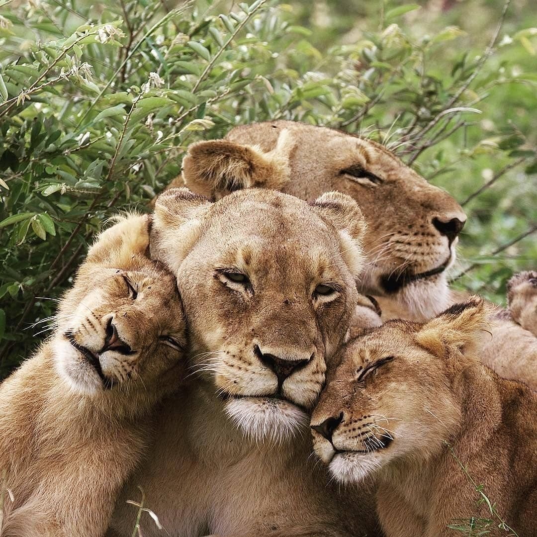 Семейство Львов Прайд