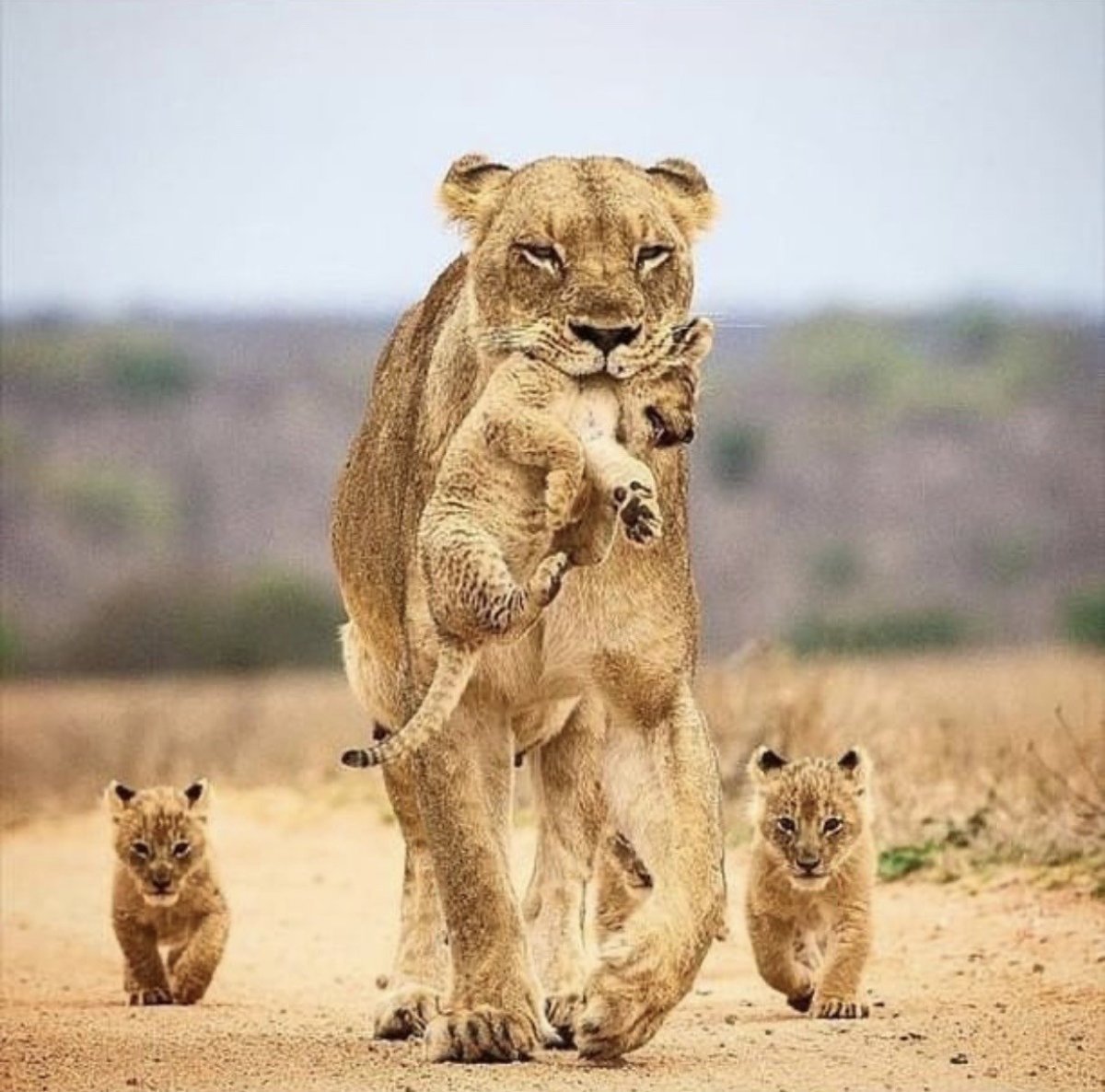 Львица с 3 львятами