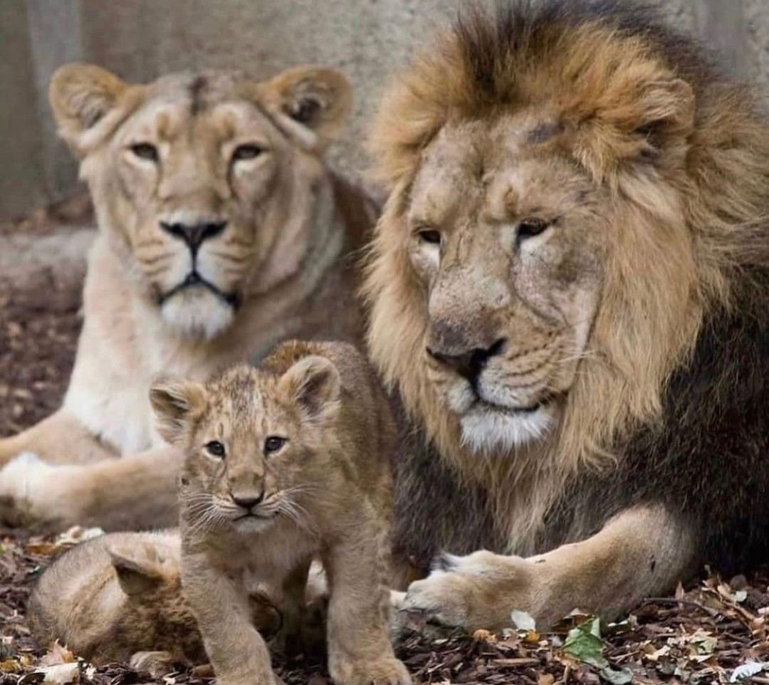 Семья трех Львов