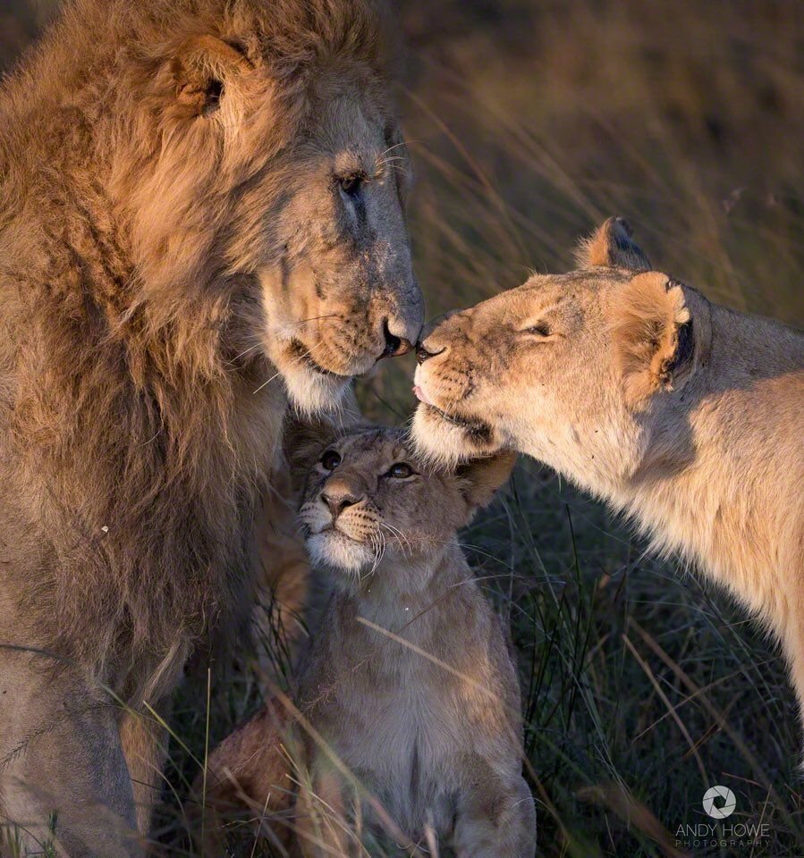 Лев львица и Львенок семья
