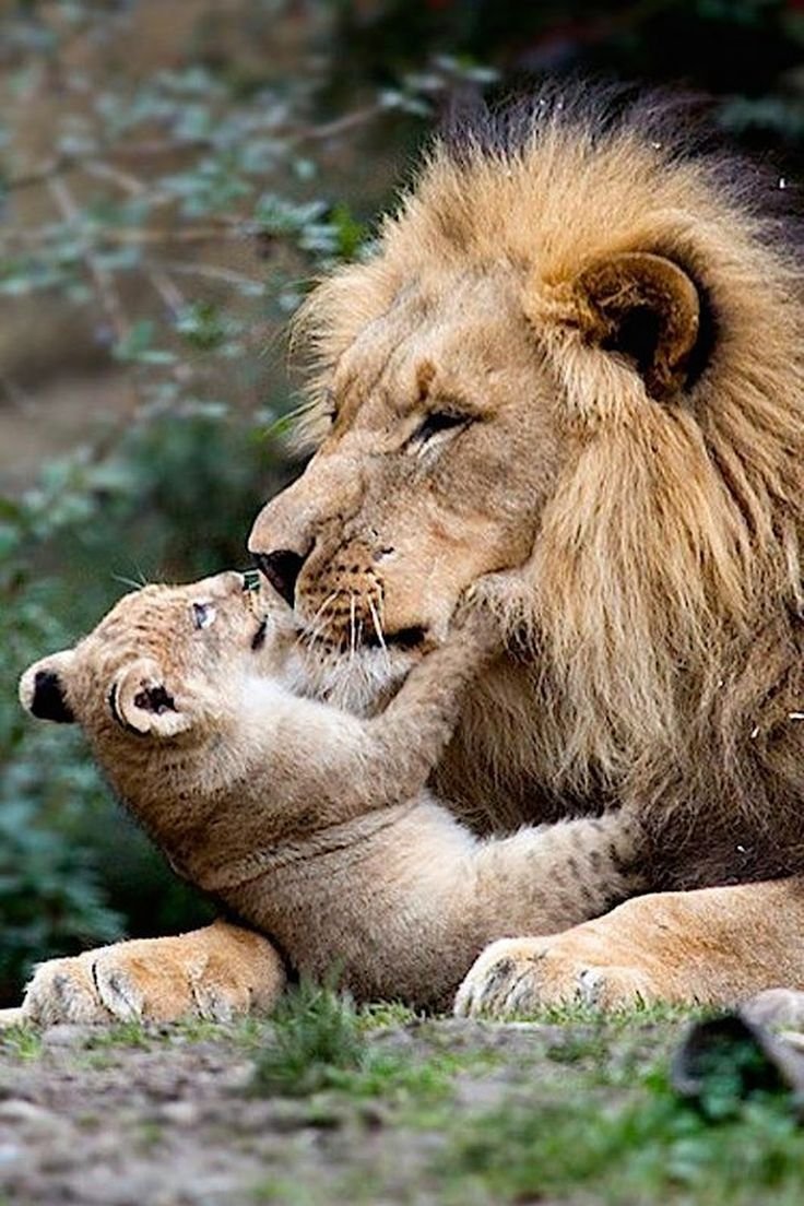 Влюбленные львы
