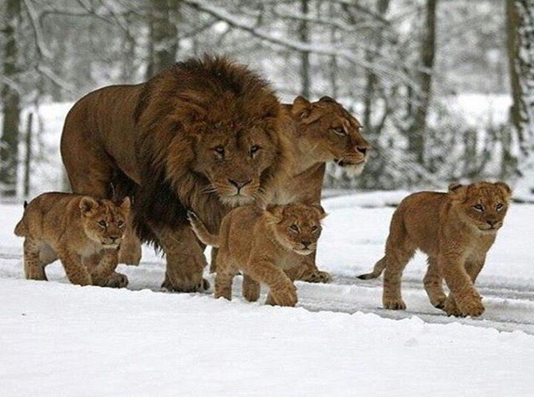 Лев львица три львенка семья