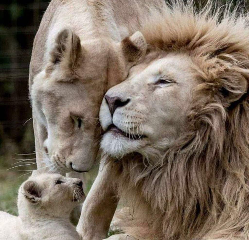 Прайд Львов семья