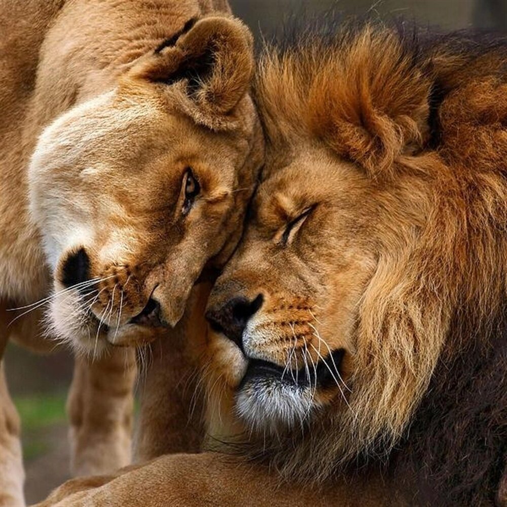 Львиная страсть