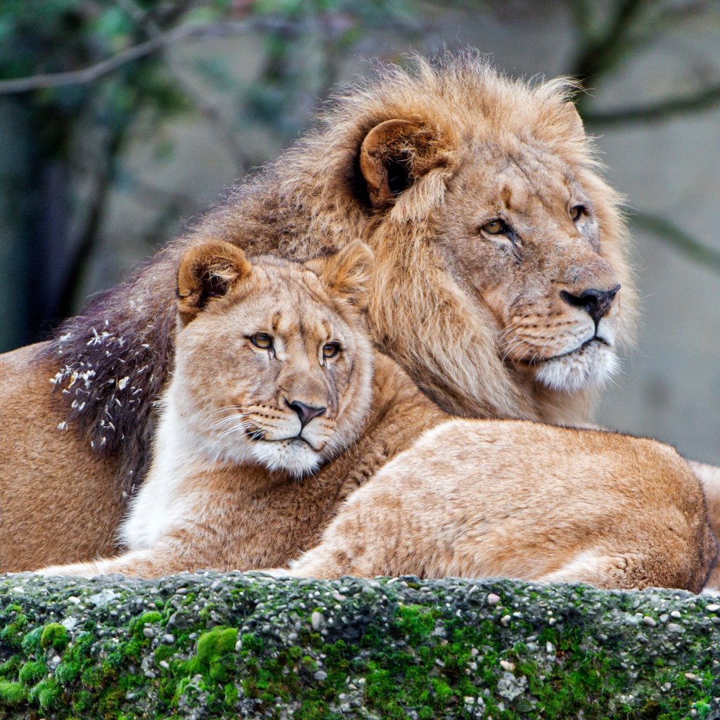 Лев и львица