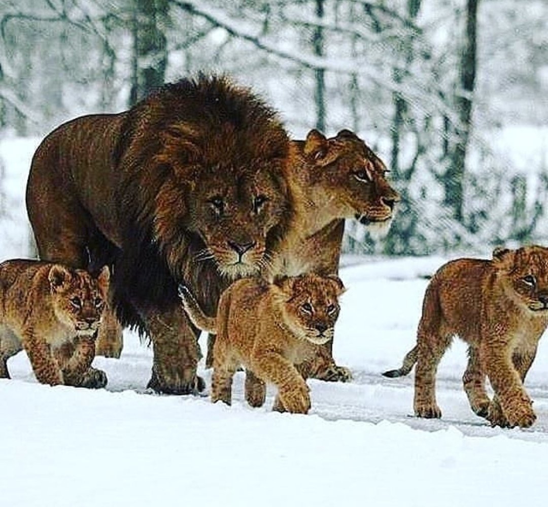 Семья Львов с тремя львятами