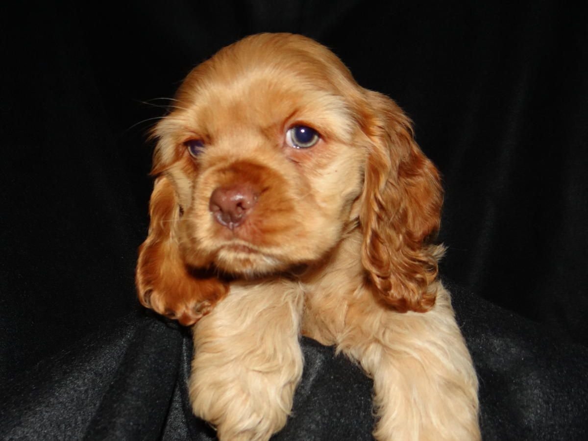 Американский кокер спаниель