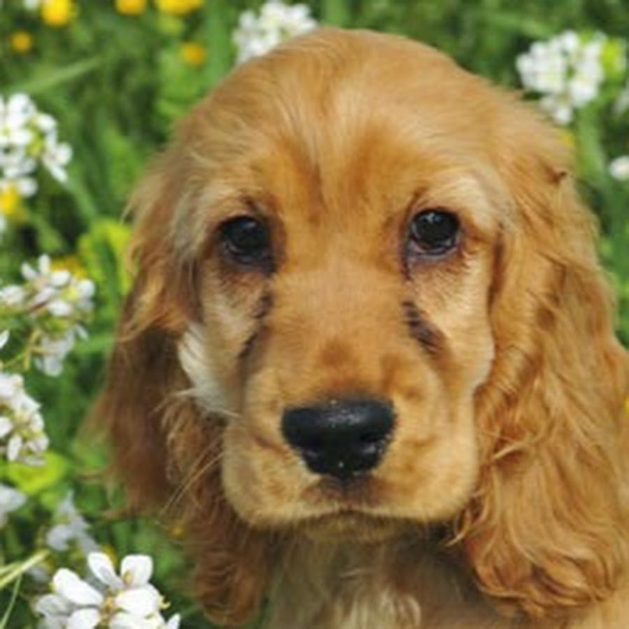 Кокер спаниель 4 месяца