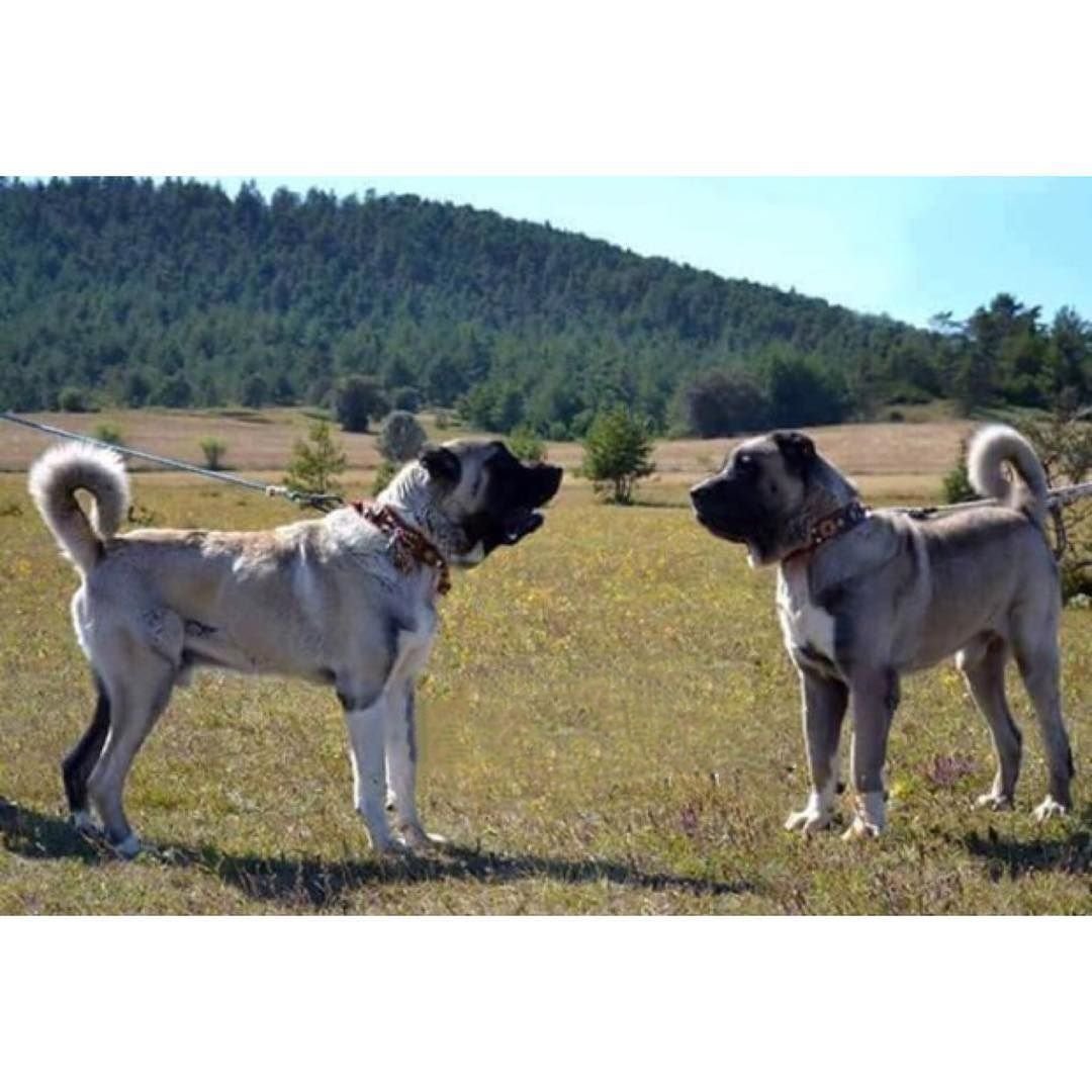 Аксарайский МАЛАГЛЫ собака