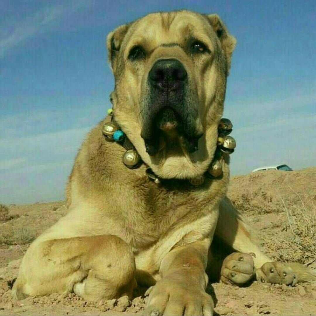 Кангал Malakli