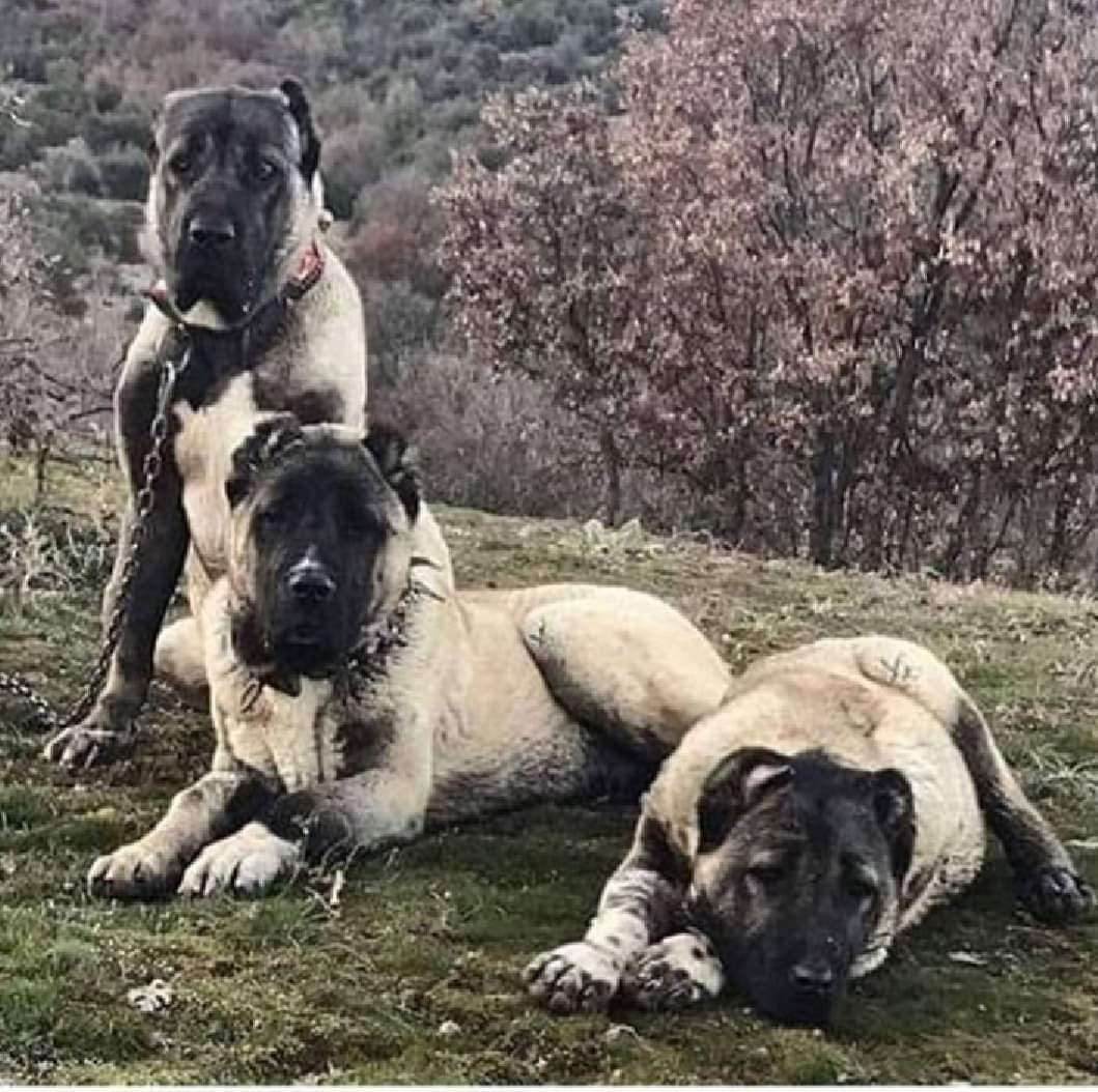Кане Корсо vs Kangal