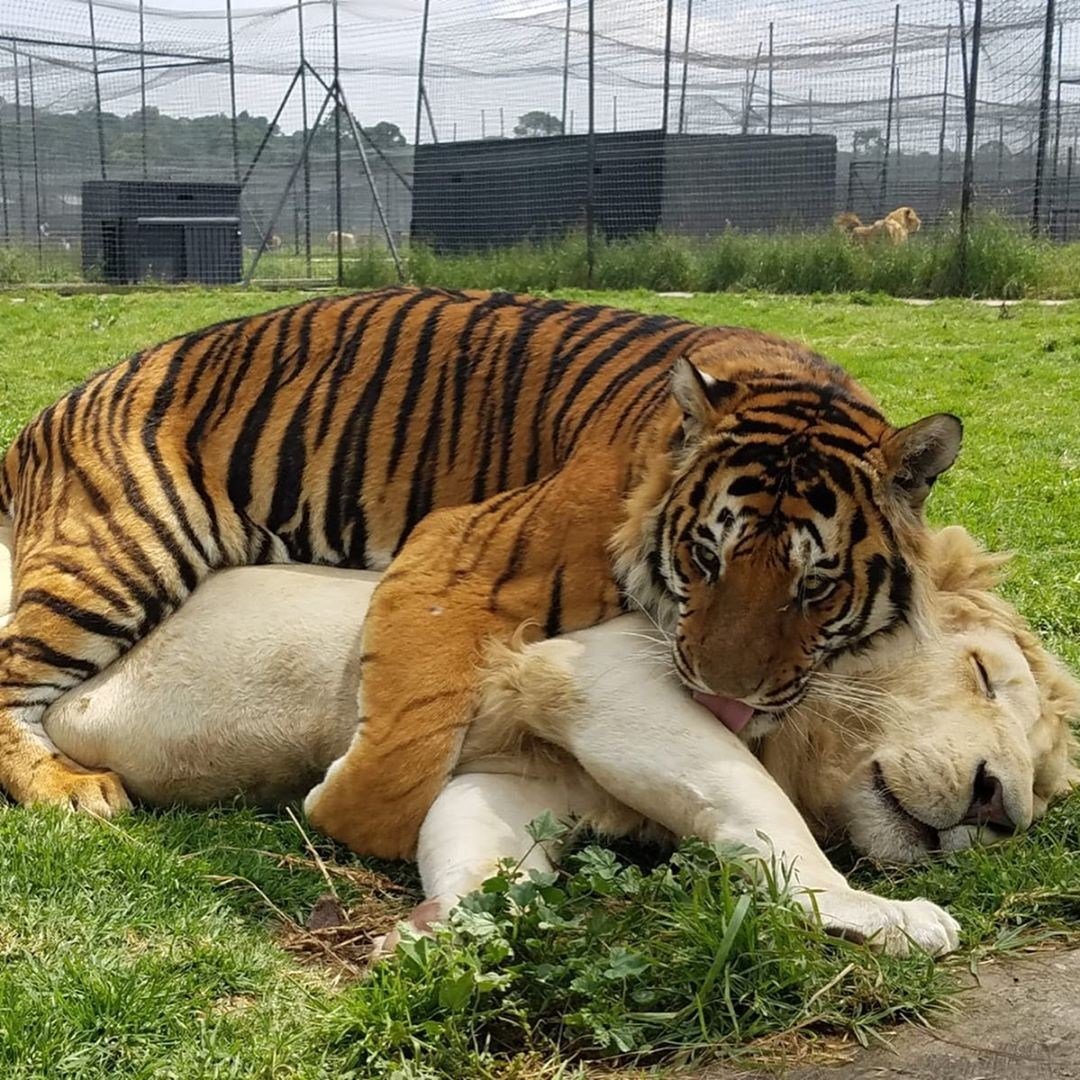 Лев против тигра