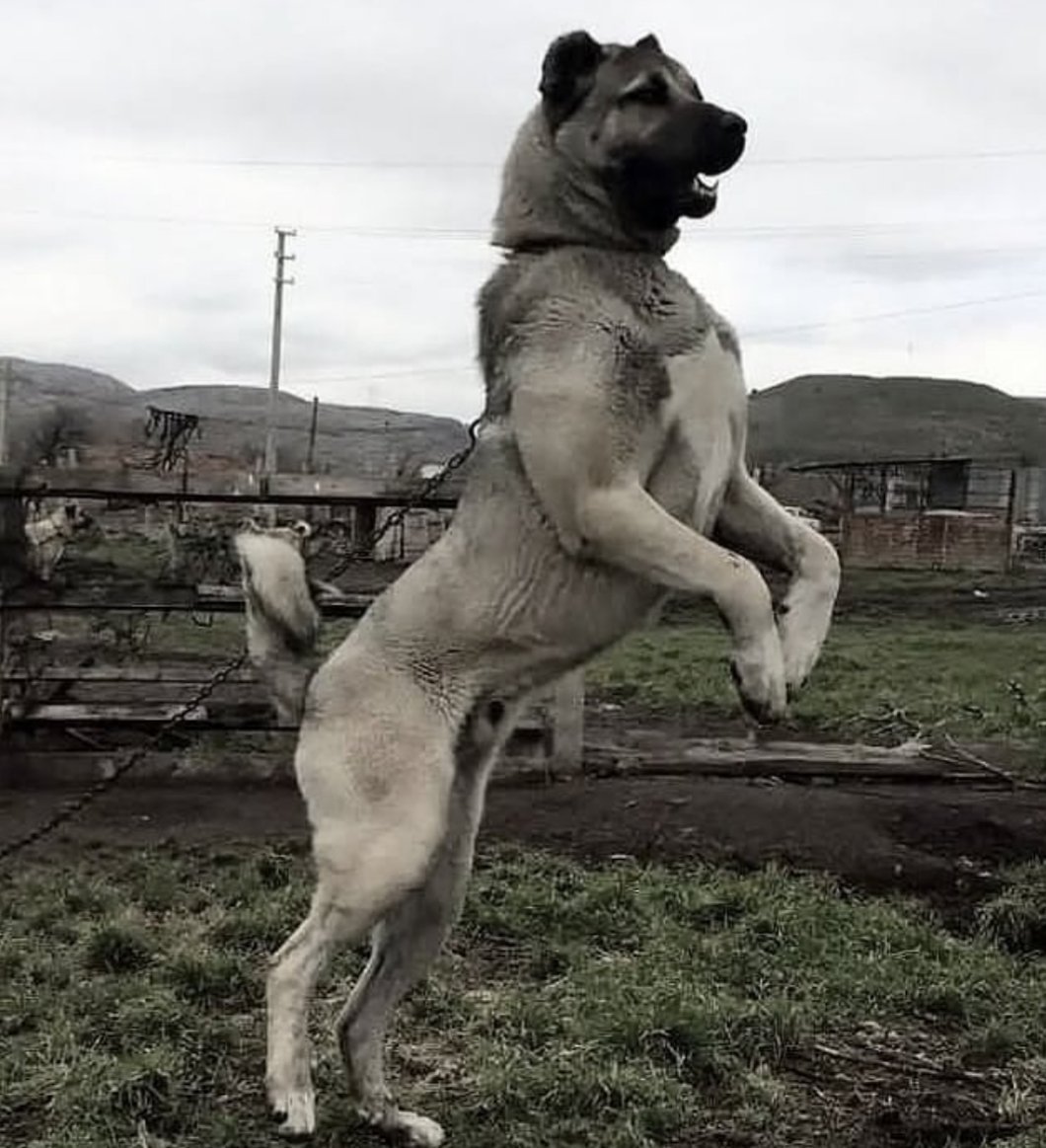 Турецкий кангал и туркменский алабай