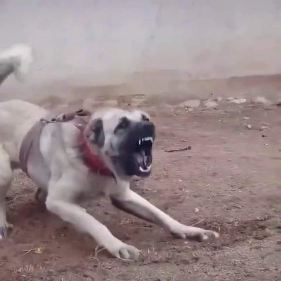 Турецкий кангал злой