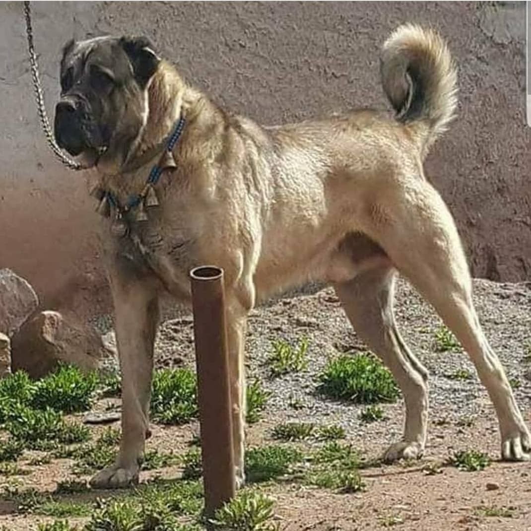 Порода похожая на кангала с обрезанным хвостом