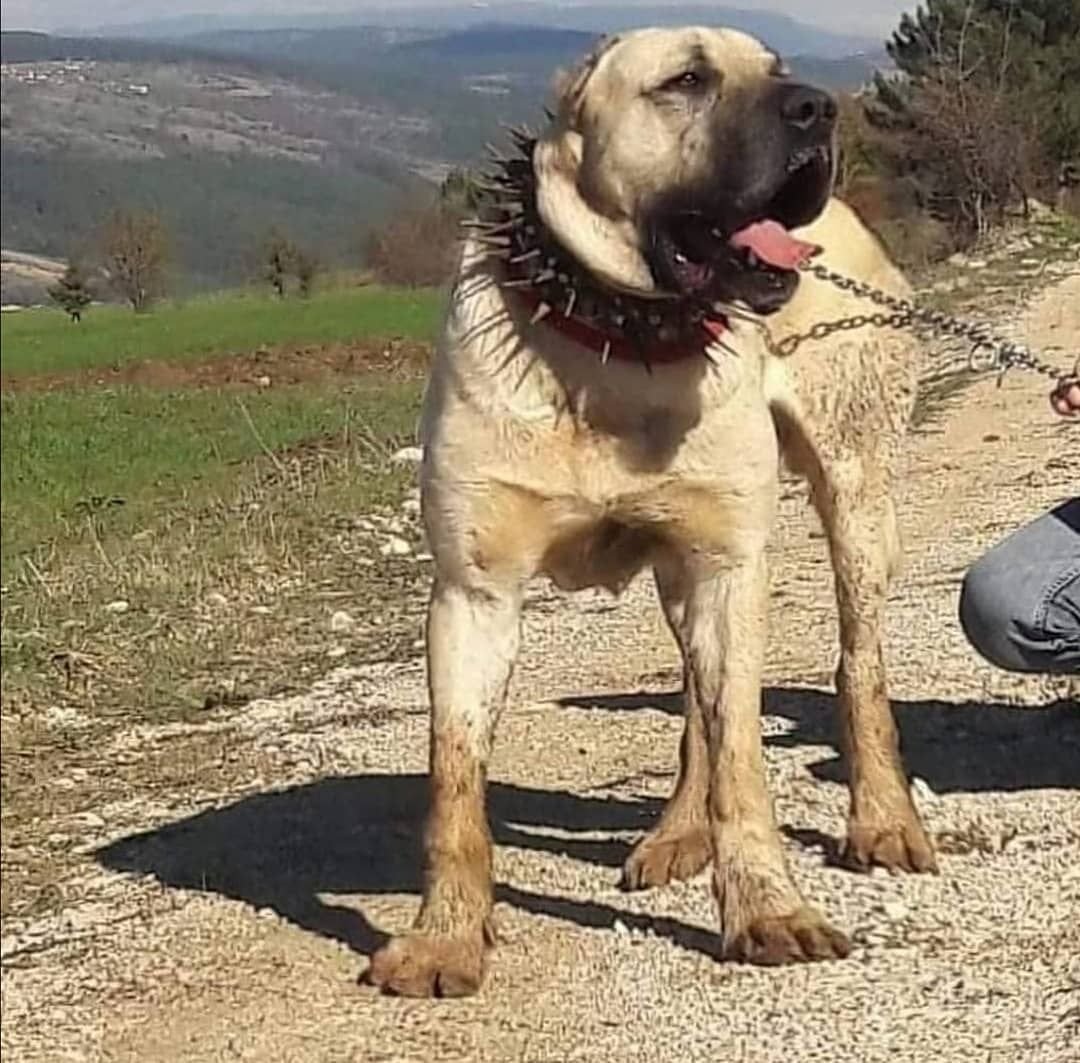 Турецкий кангал Аслан