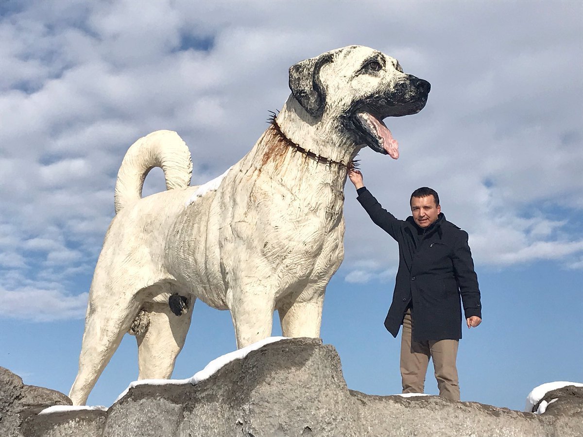 Кангал собака большая