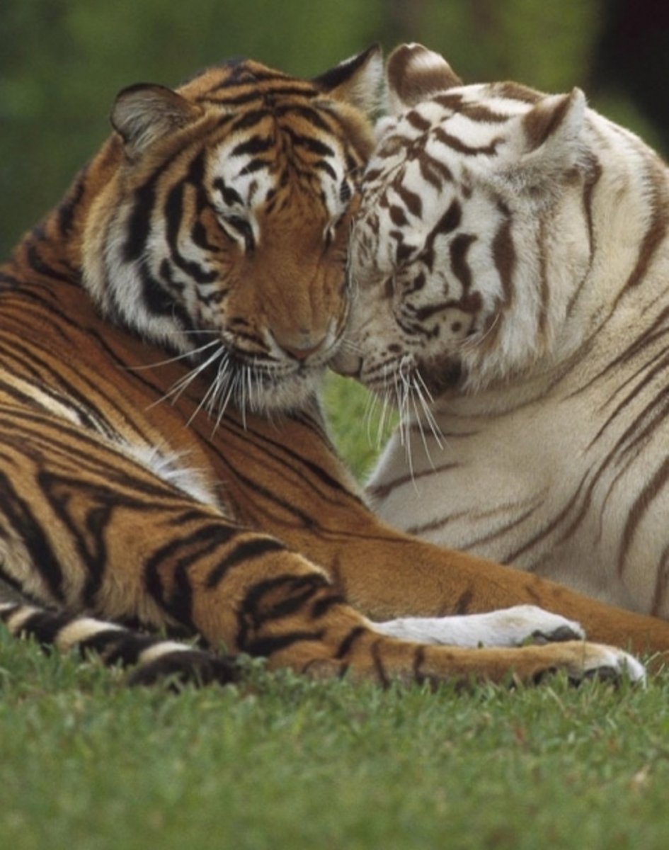 Тигры любовь картинки красивые