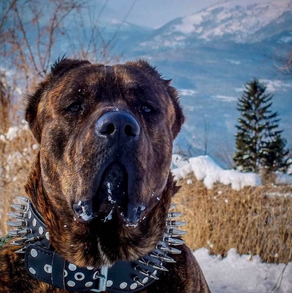 Кангал и мастиф