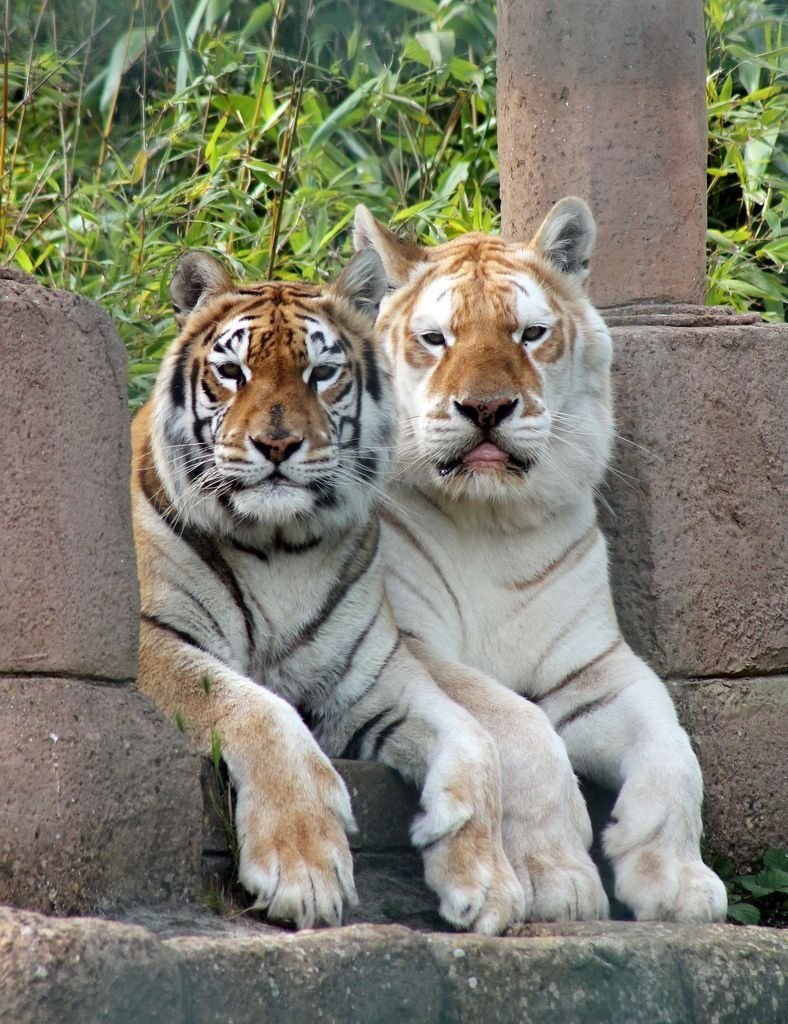 Тигры тигры тигры Лигры