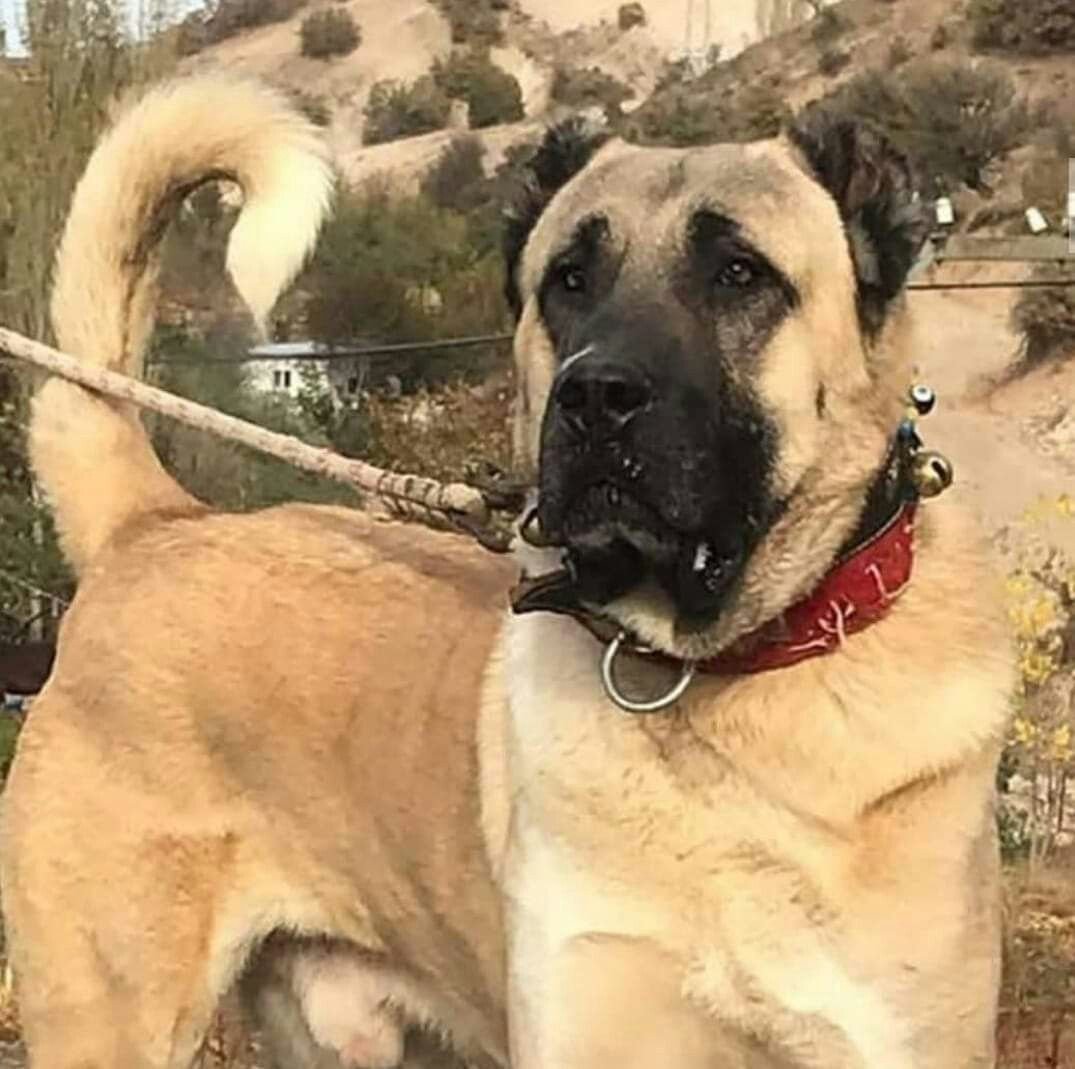 Курдский кангал