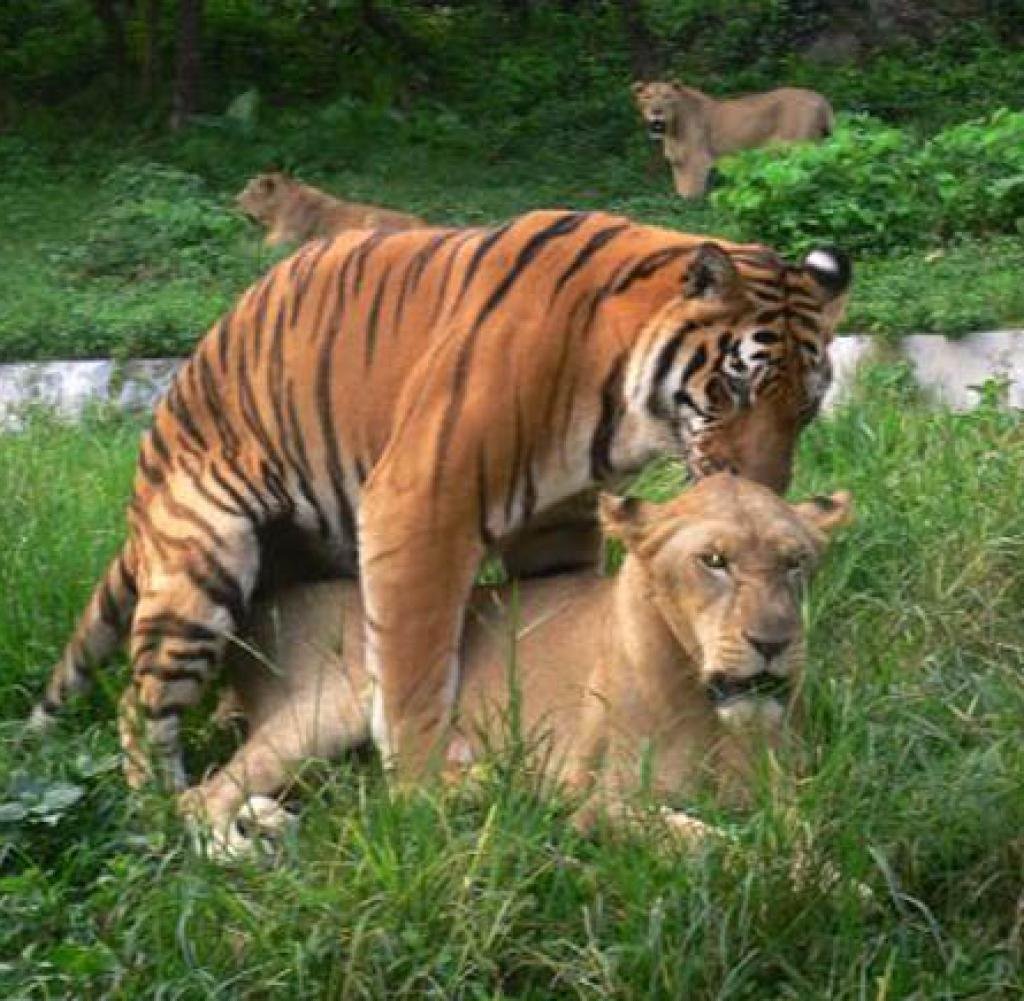 Размножение тигров