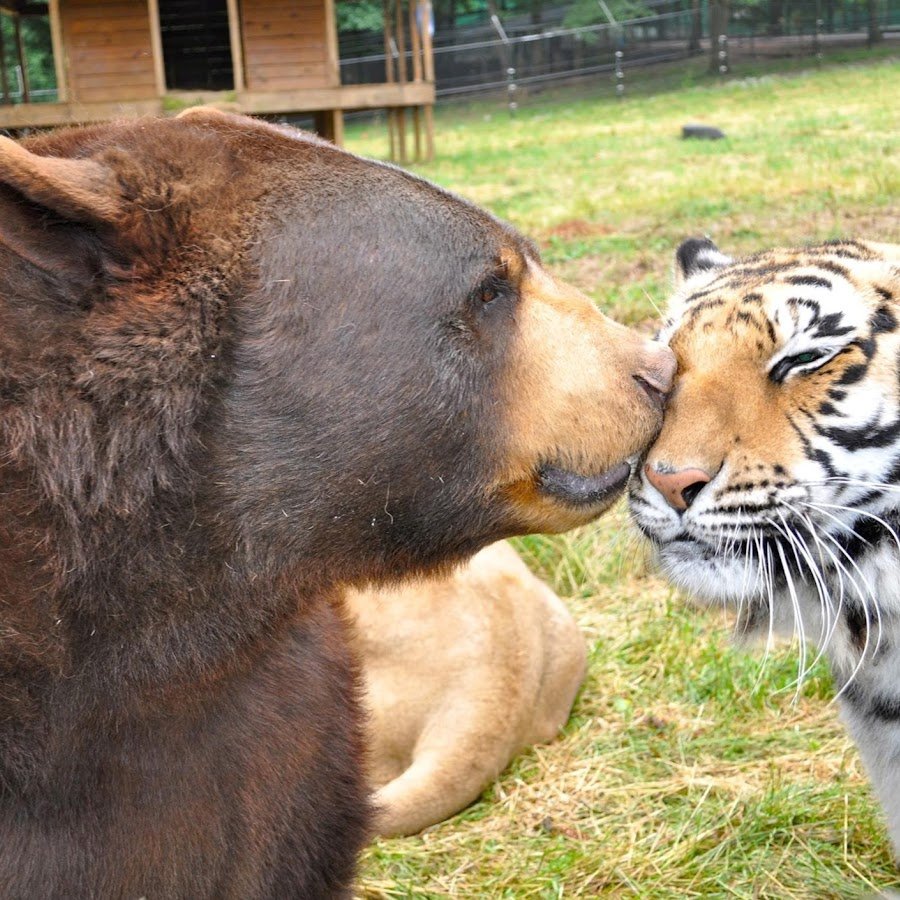 Лев тигр и медведь