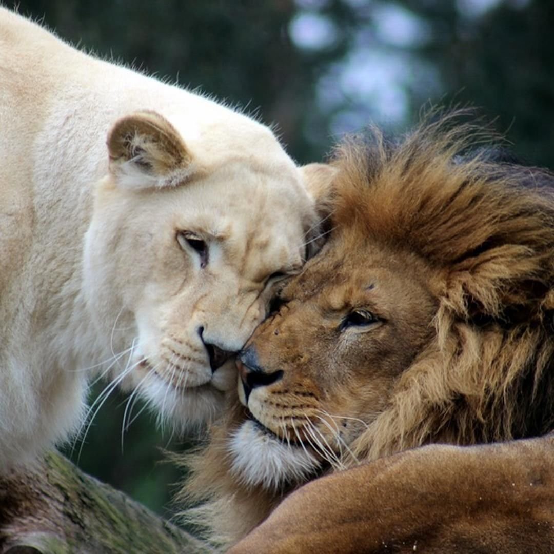 Лев и львица