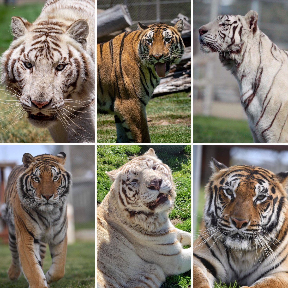 Лев или тигр