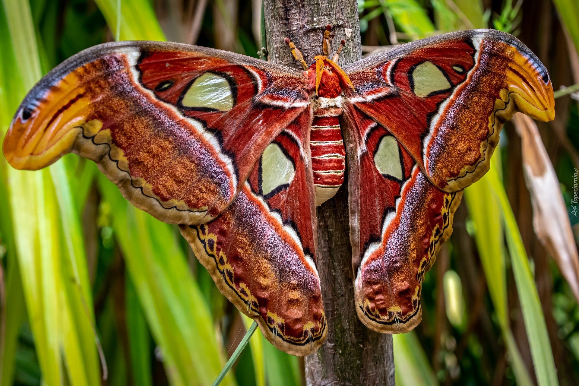 Огромные бабочки порхали. Бабочка Павлиноглазка атлас. Павлиноглазка атлас Attacus Atlas. Бабочка Сатурния Павлиноглазка.