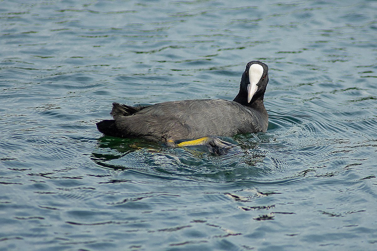 Обыкновенная лысуха
