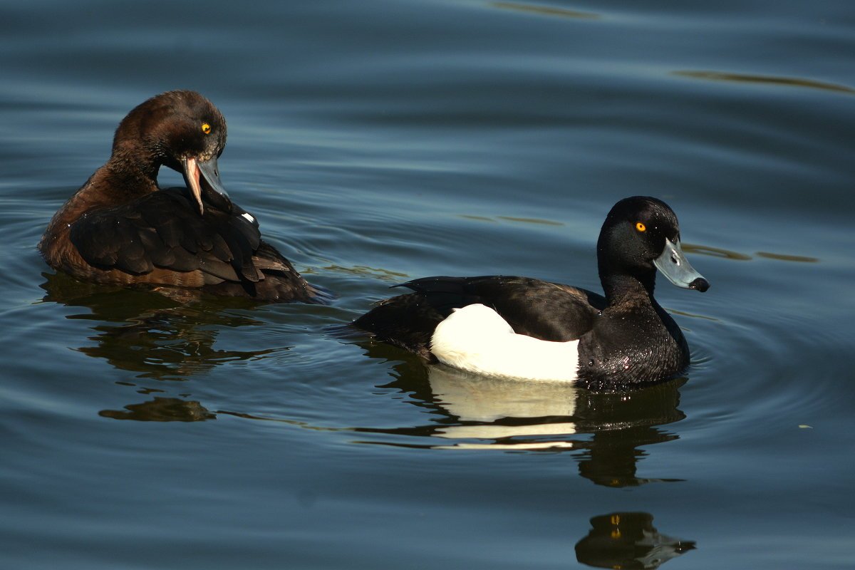 Чернеть хохлатая утка