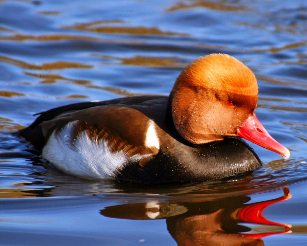 Северная нырковая утка