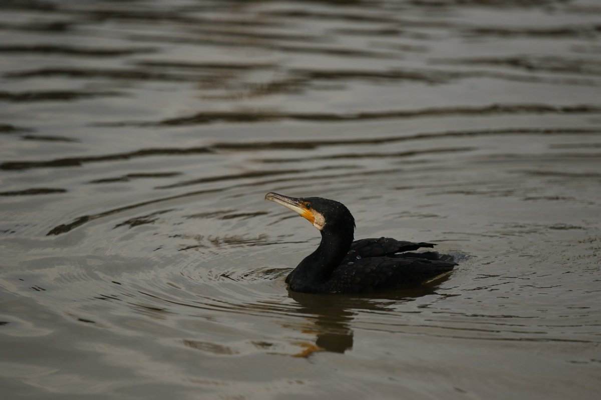Черная птица на водоемах