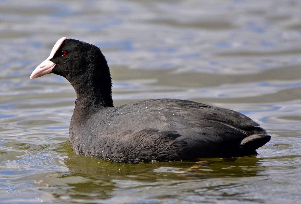 Лысуха (Fulica atra)
