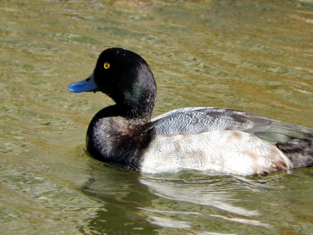 Морская чернеть утка