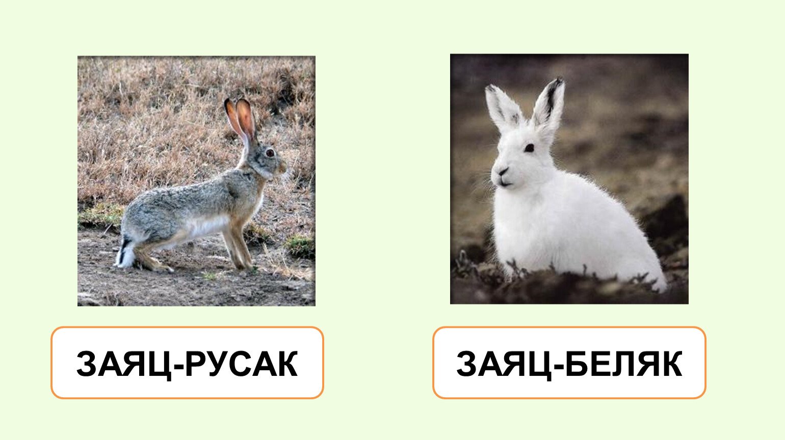 Цвет шерсти зайца. Заяц Беляк и заяц Русак. Русак заяц Русак. Заяц Беляк и Русак фото. Заяц-Беляк и заяц-Русак сходства и различия.