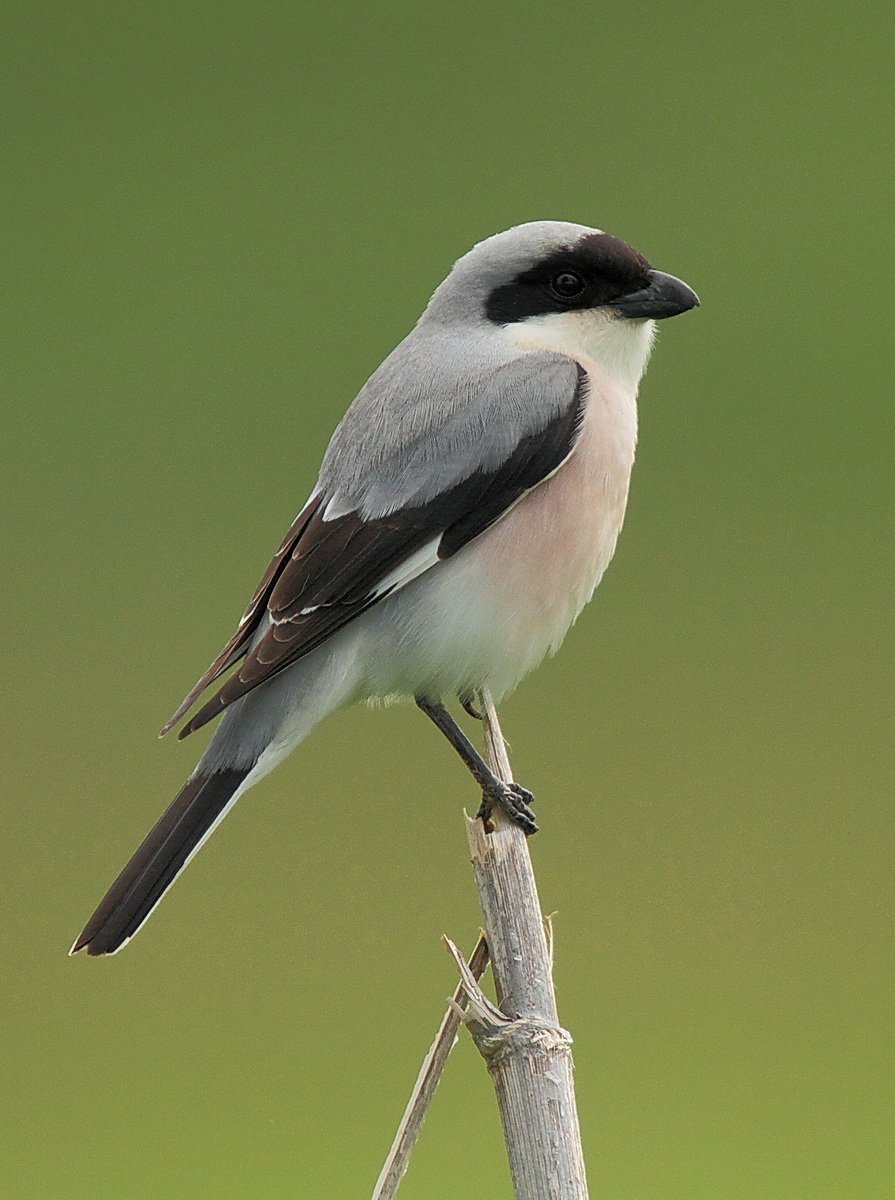 Сорокопут сорокопут