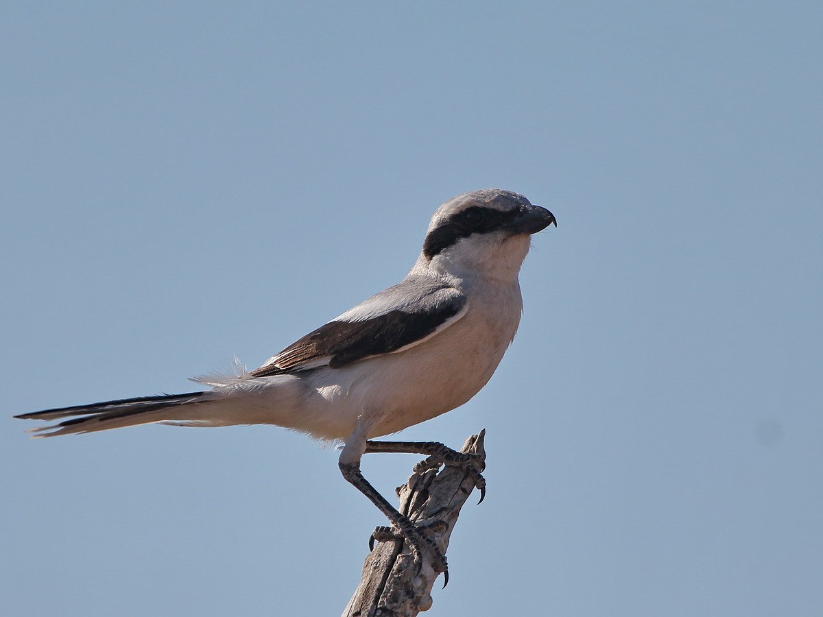 Пустынный серый сорокопут
