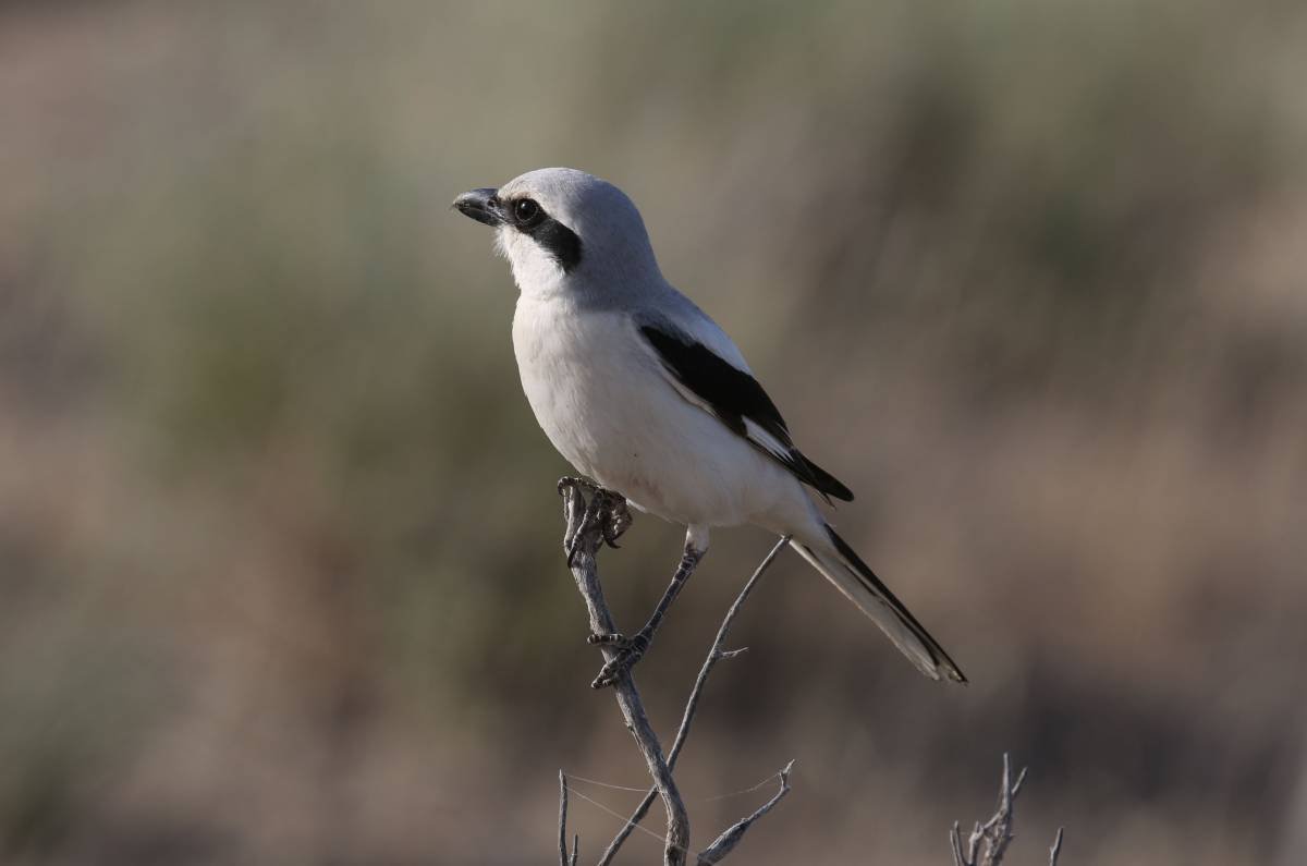 Обыкновенный серый сорокопут