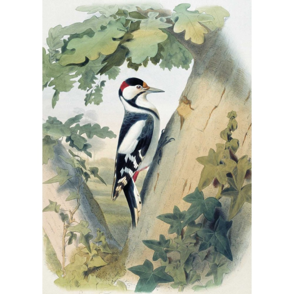 Иллюстрации э. Травье