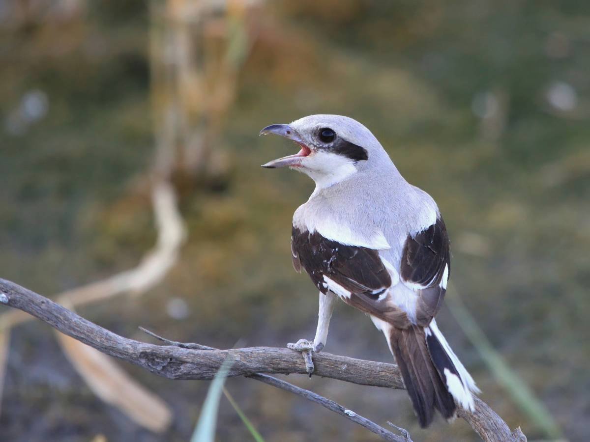 Пустынный сорокопут
